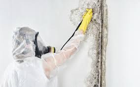 Mold Odor Removal Services in Shawnee Hills, OH